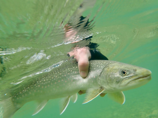 Fly Fishing Report: April 2024