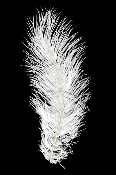 MFC Premium Ostrich