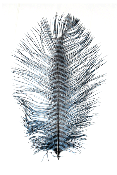 MFC Barred Ostrich