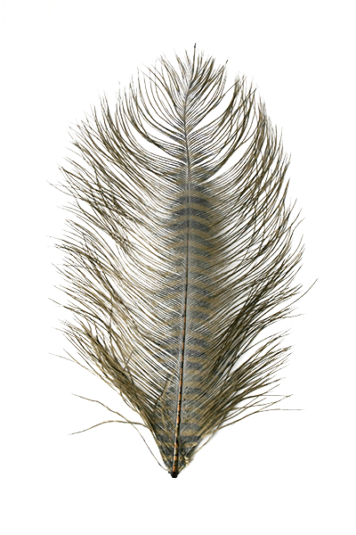 MFC Barred Ostrich