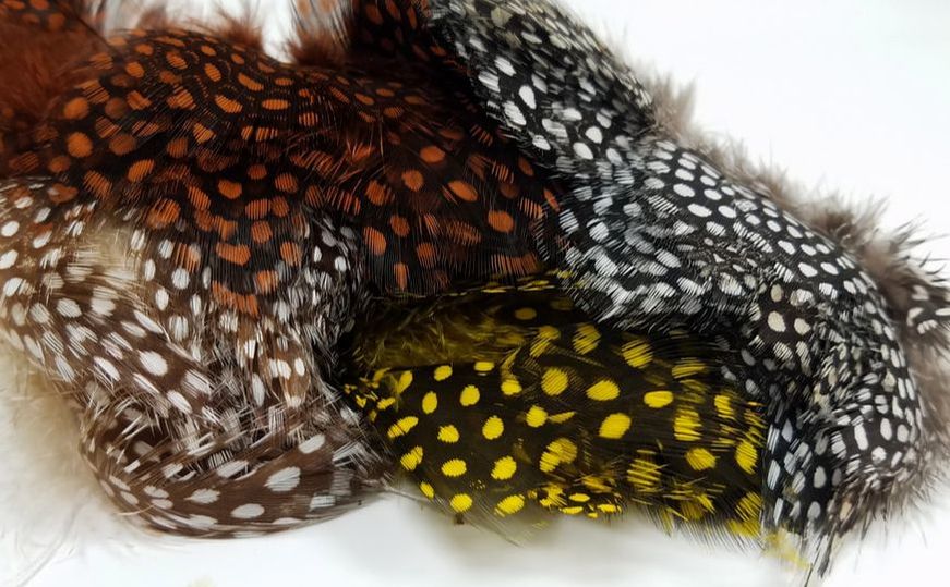 Large Dot Guinea