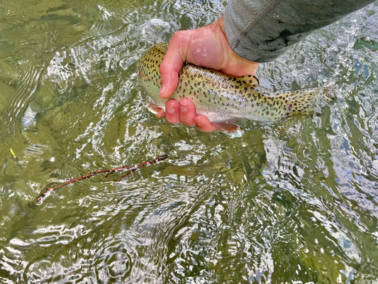 Fly Fishing Report: July 2023