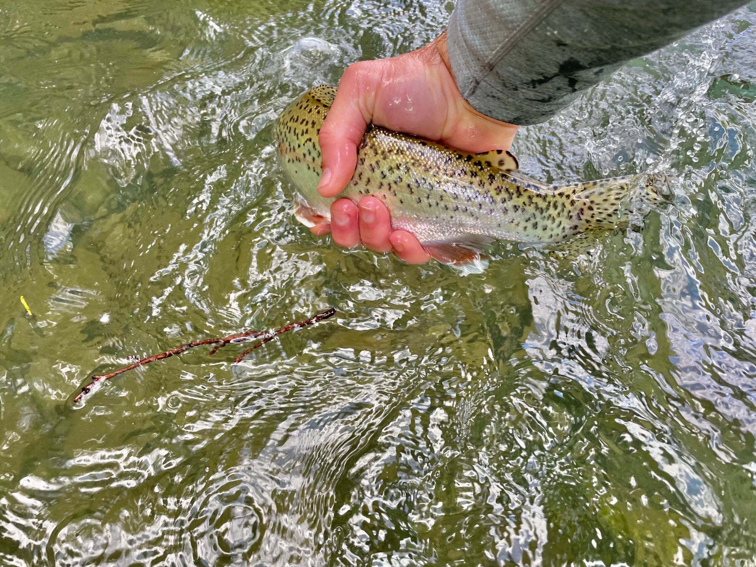 Fly Fishing Report: July 2023