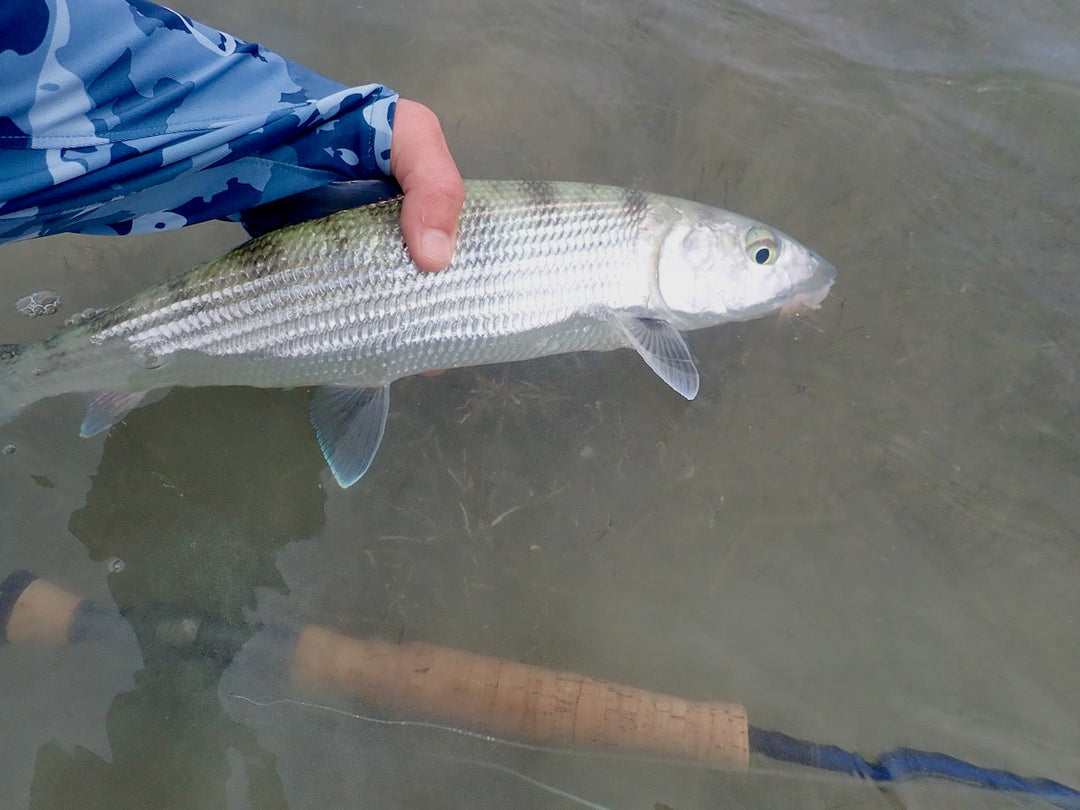 Fly Fishing Report: February 2026