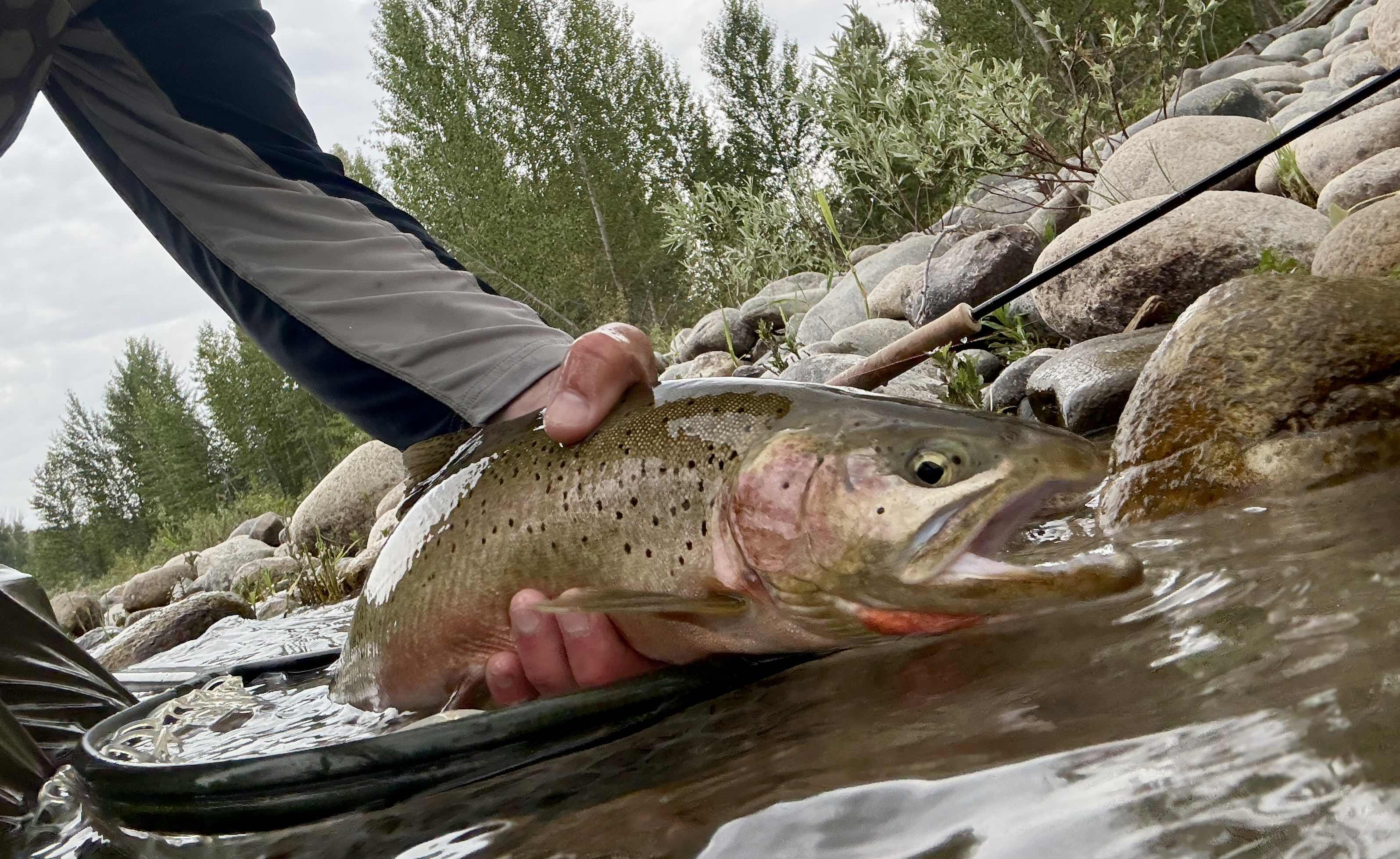 Fly Fishing Report: July 2025