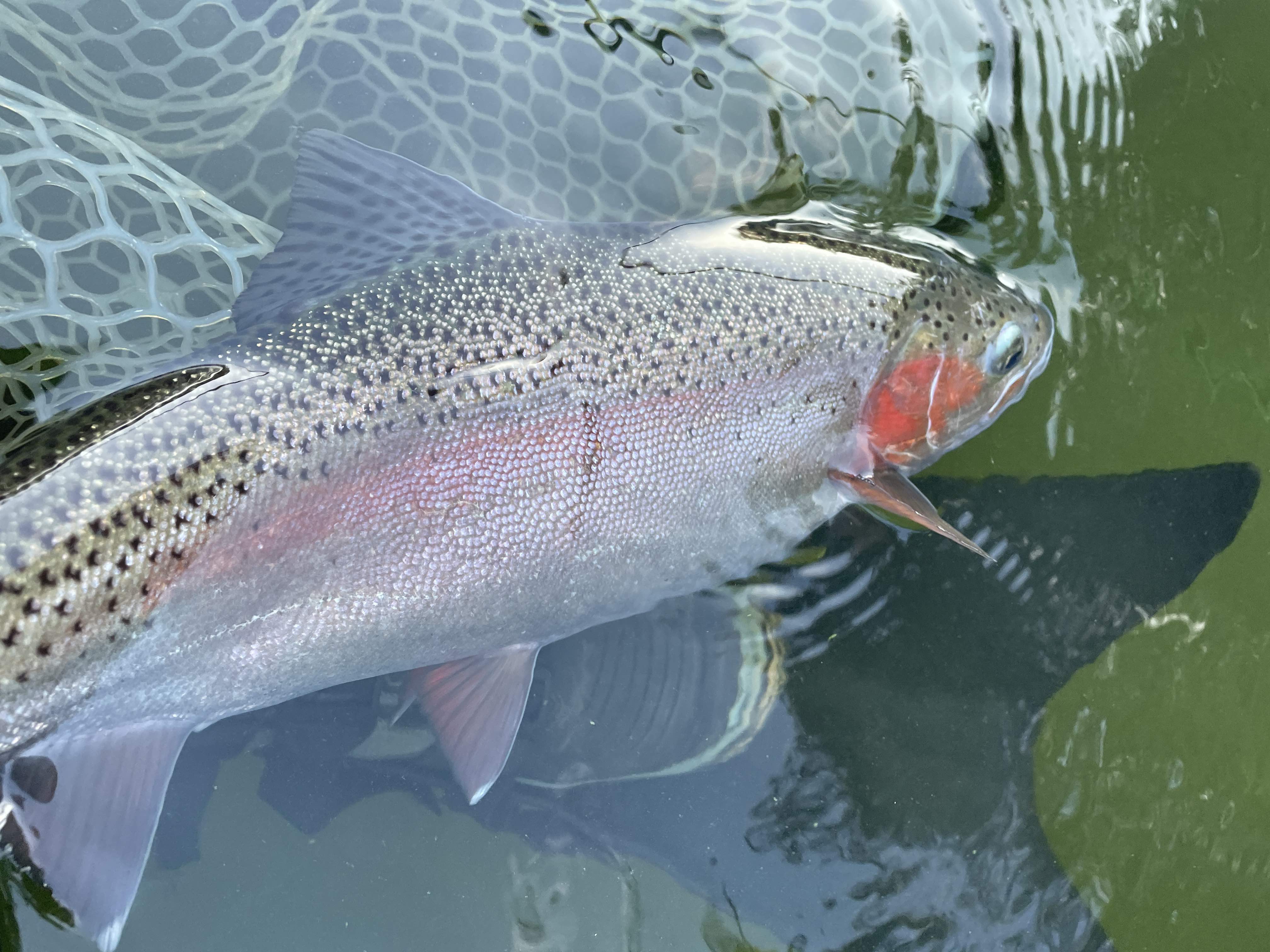 Fly Fishing Report: December 2024