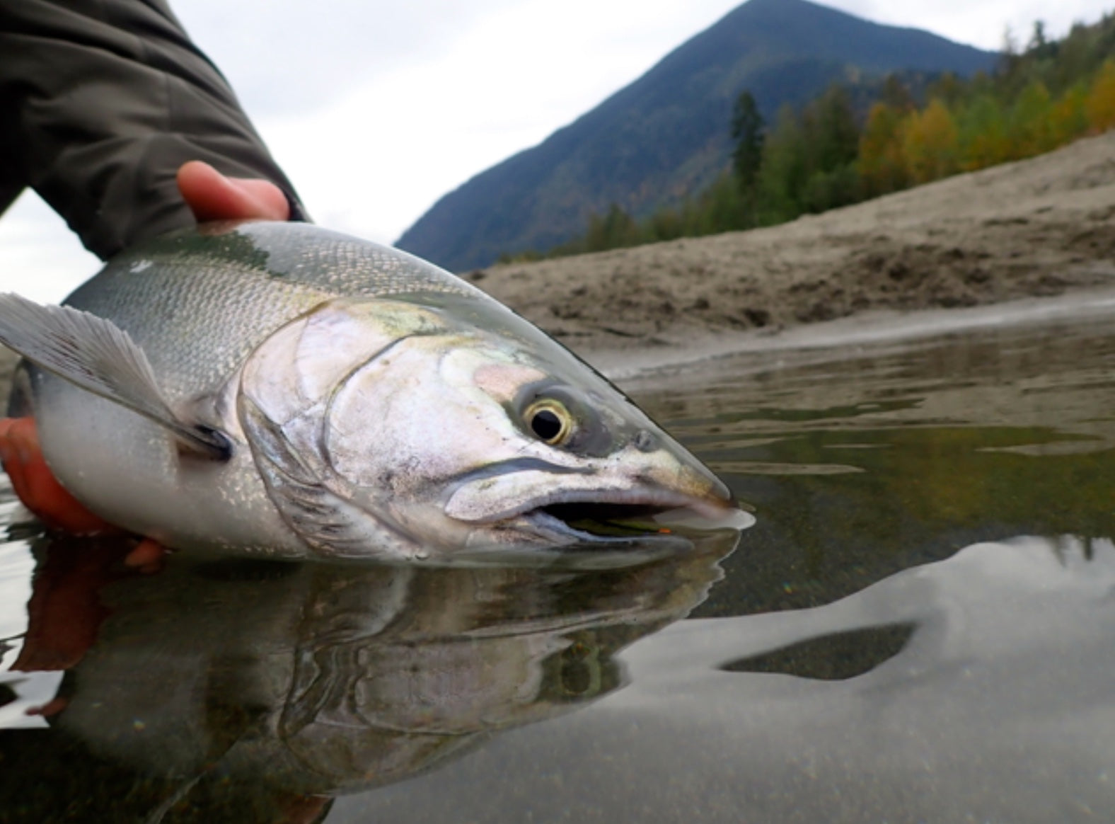 Fly Fishing Report: October 2018