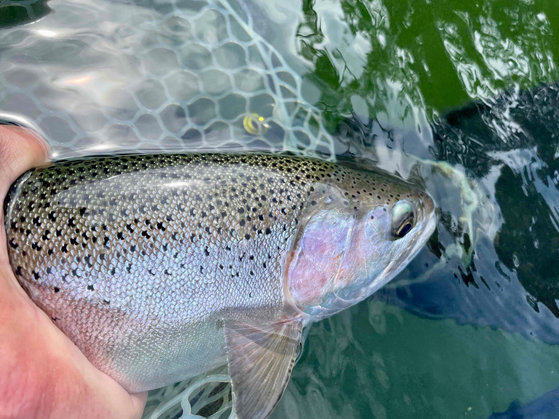 Fly Fishing Report: May 2024