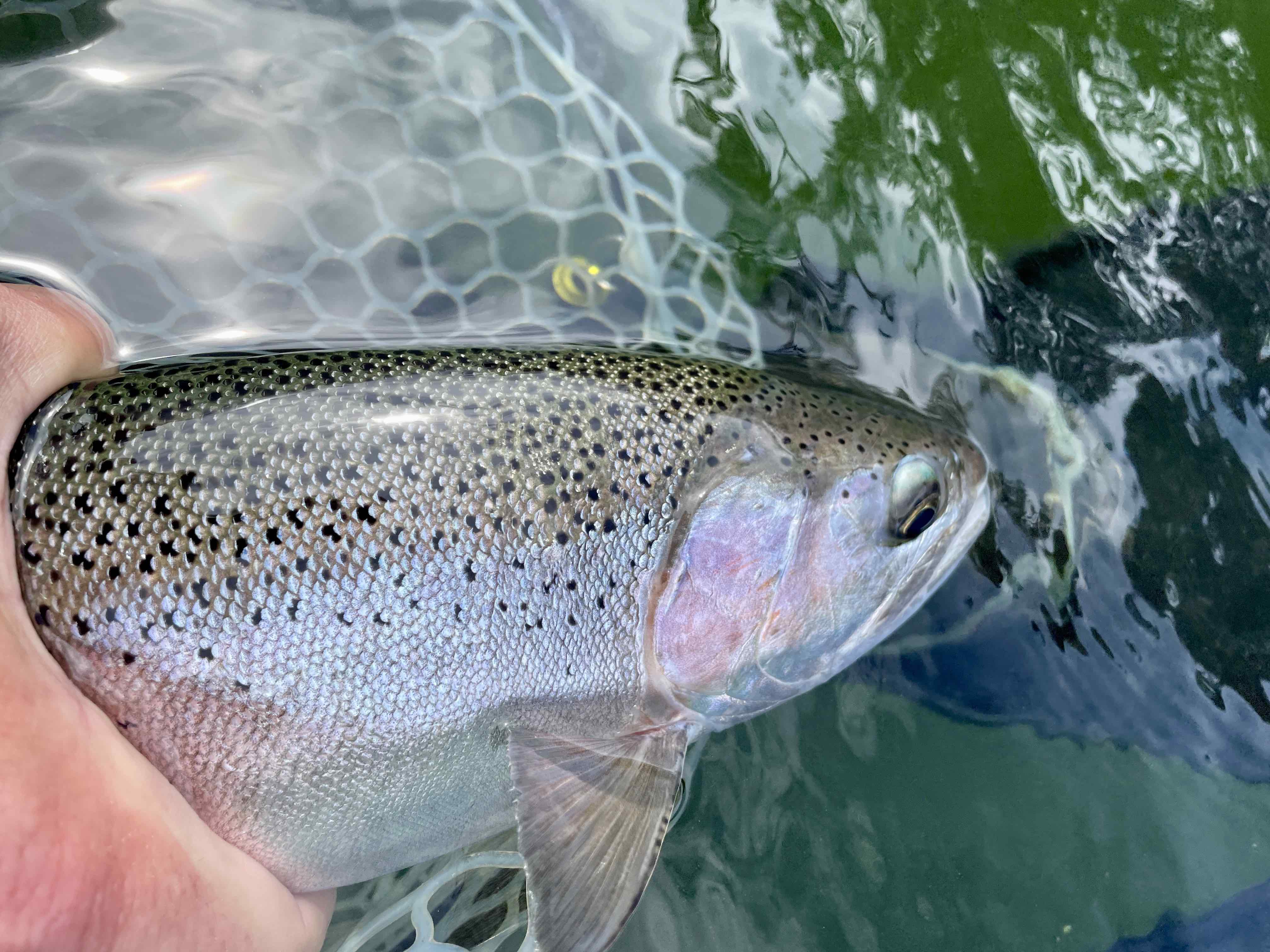 Fly Fishing Report: May 2024
