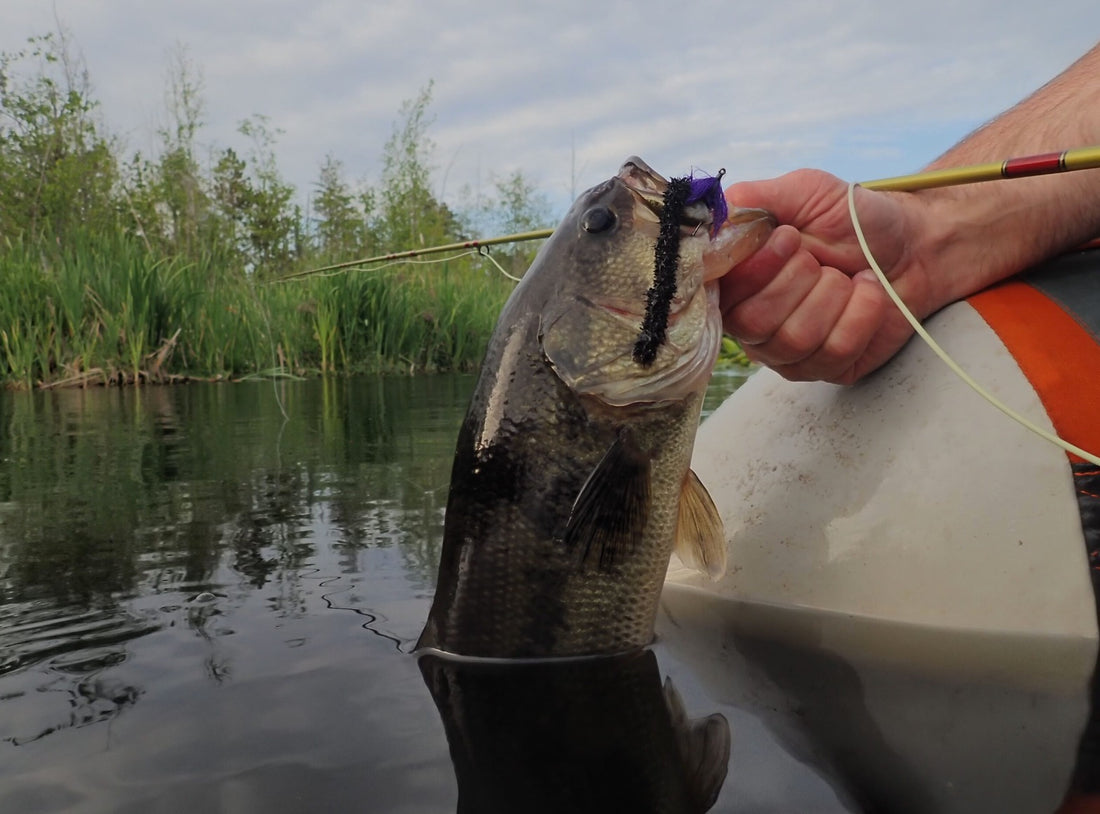 Fly Fishing Report: June 2019