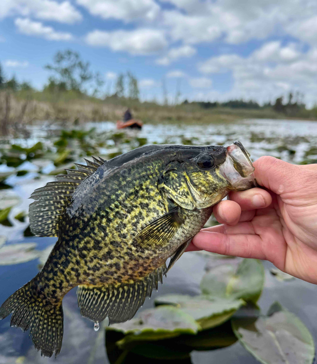 Fly Fishing Report: May 2025