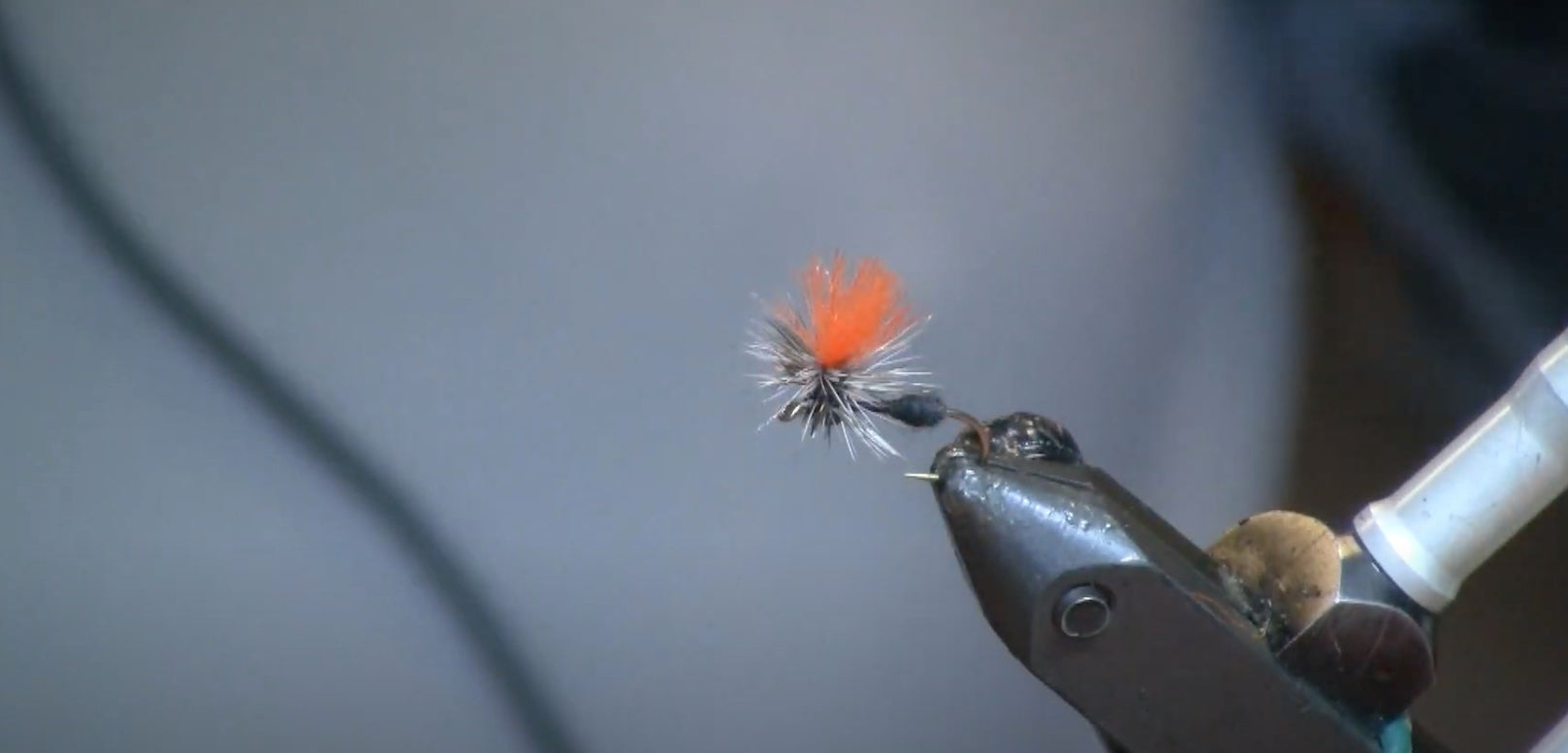 August Fly of the Month: Hi-Viz Para Ant