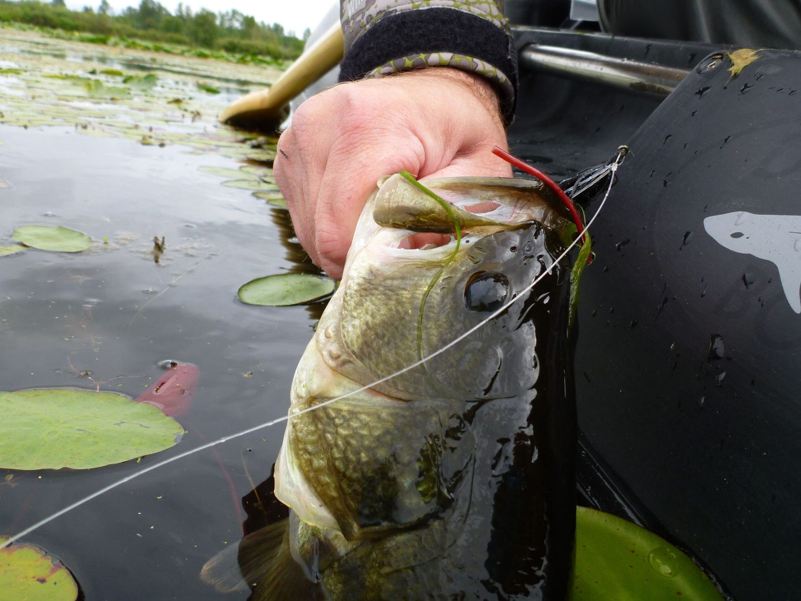 Fly Fishing Report: June 2016