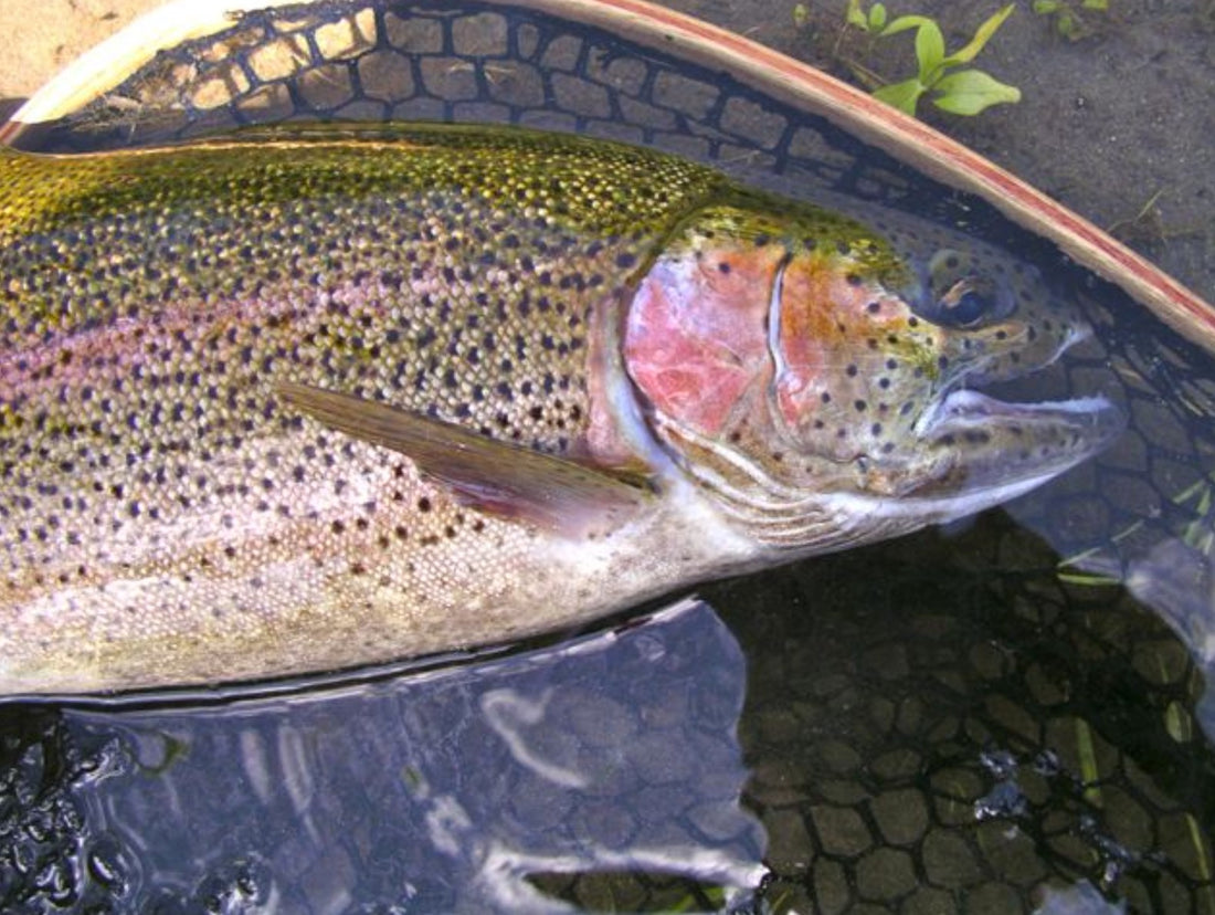 Fly Fishing Report: April 2016