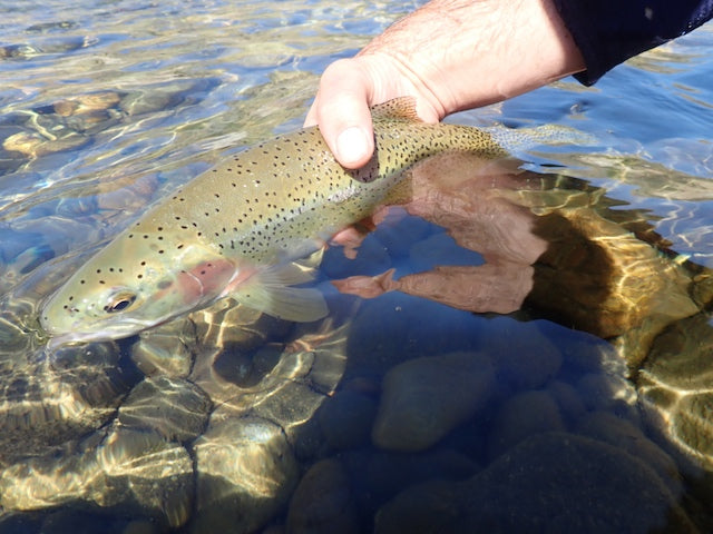 Fly Fishing Report: August 2020