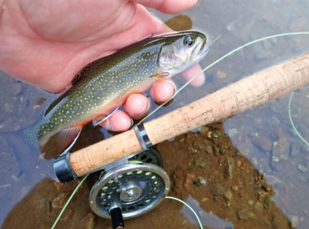 Fly Fishing Report: August 2019