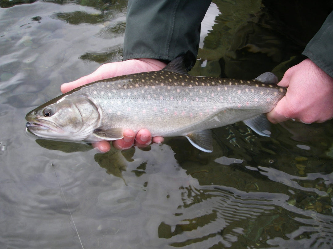 Fly Fishing Report: March 2017