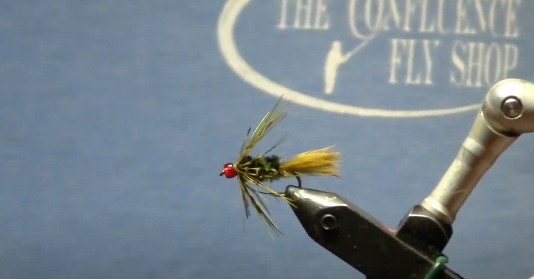 April Fly of the Month: Olive Willy