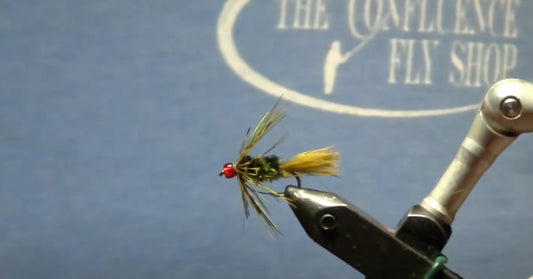 April Fly of the Month: Olive Willy