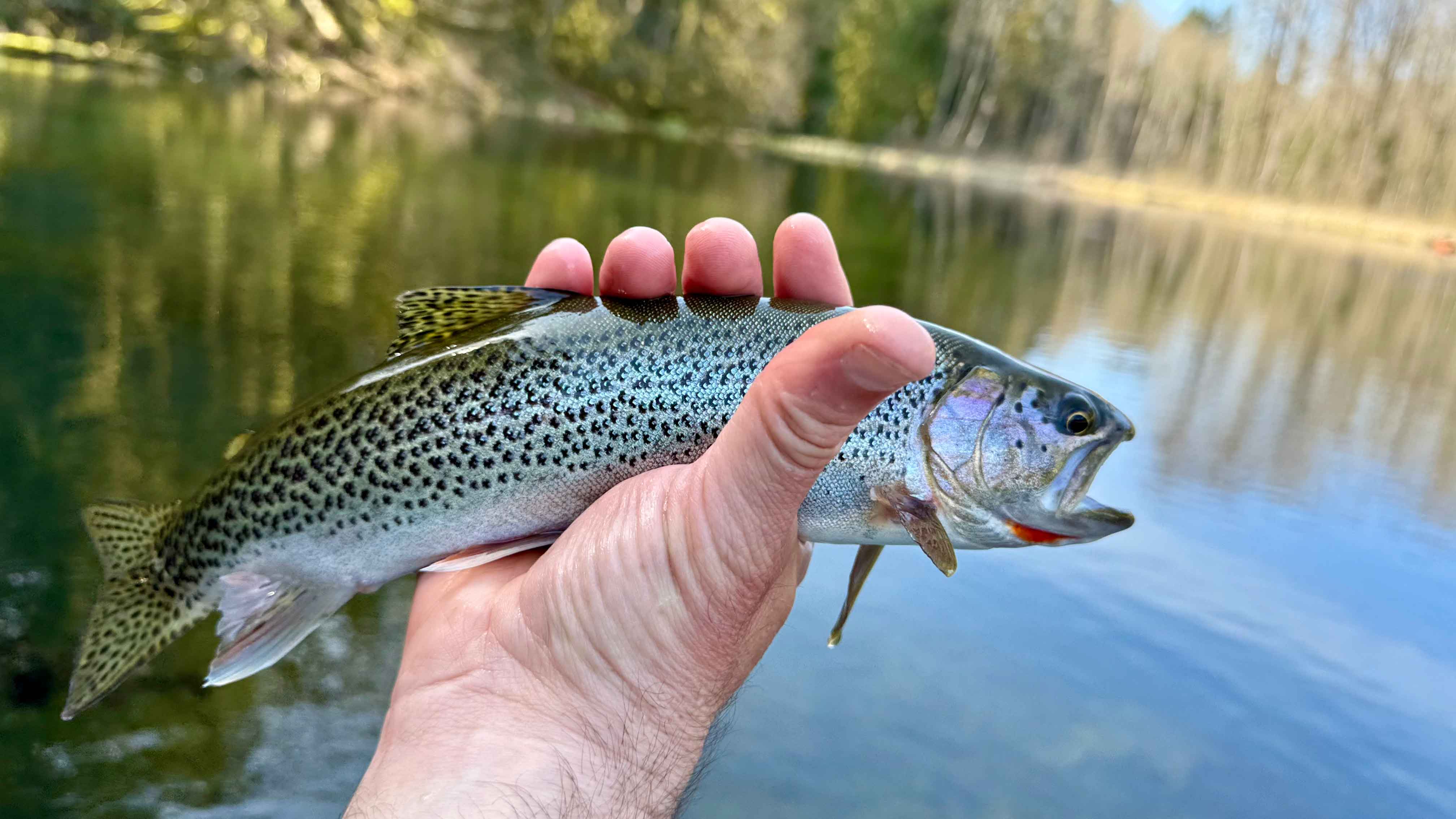 Fly Fishing Report: April 2026