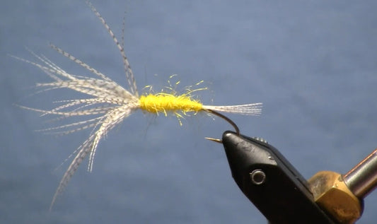 October Fly of the Month: Reverse Cutthroat Spider