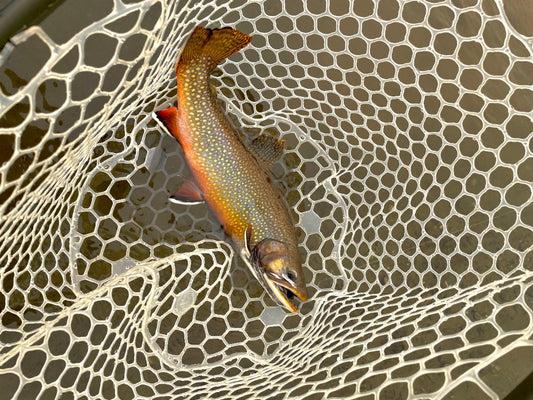 Fly Fishing Report: November 2022