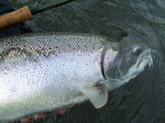 Fly Fishing Report: February 2016