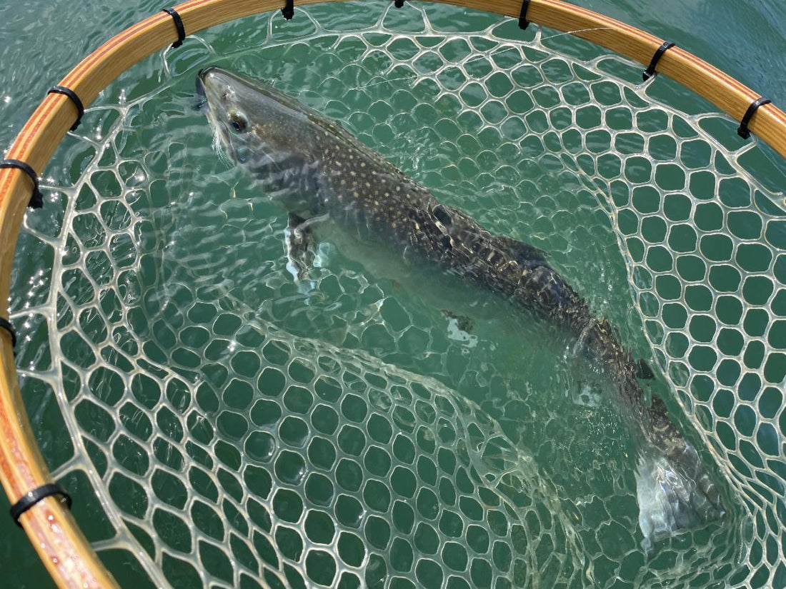 Fly Fishing Report: May 2022
