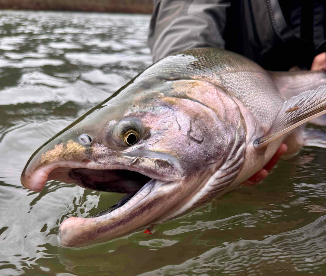 Fly Fishing Report: December 2025