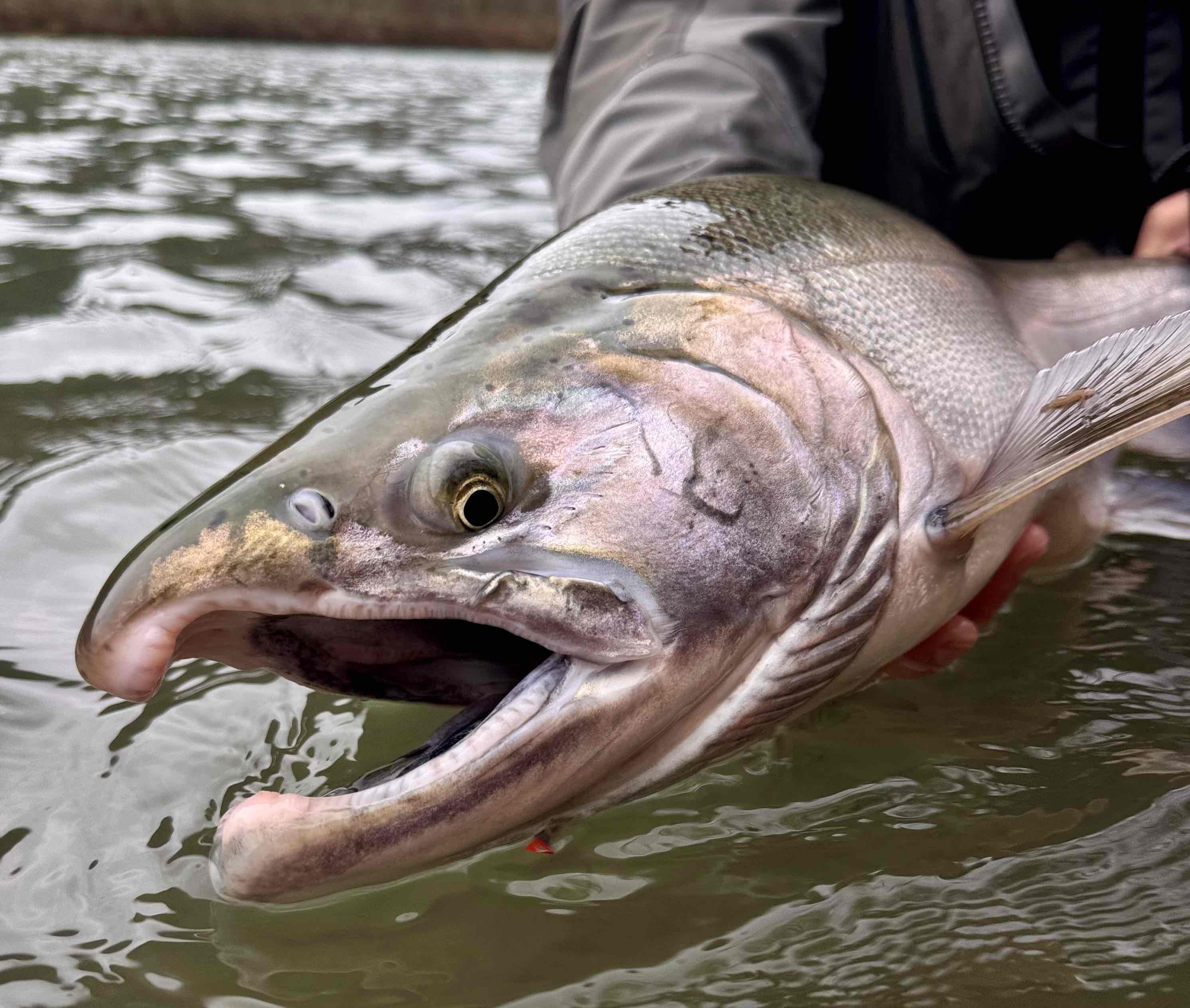 Fly Fishing Report: December 2025