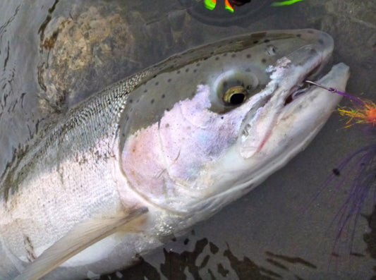Fly Fishing Report: January 2016