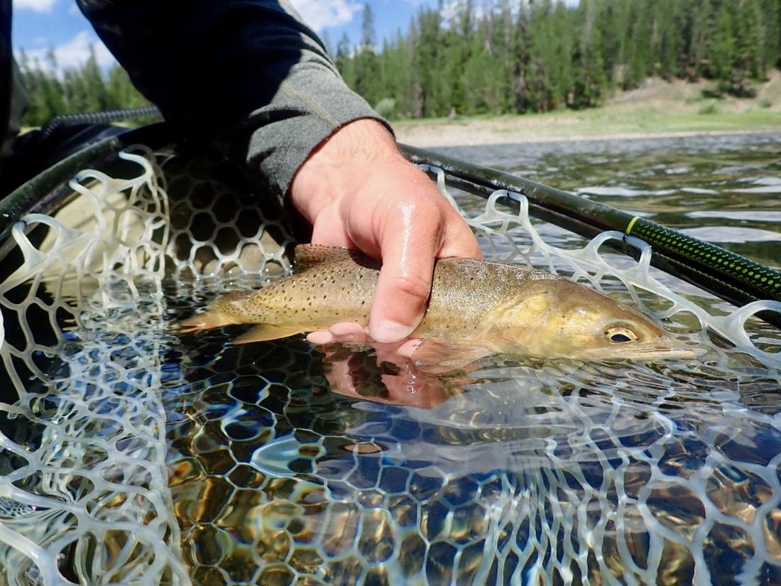 Fly Fishing Report: July 2021