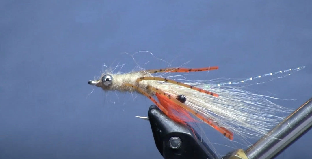 December Fly of the Month: Veverka's Spawning Mantis Shrimp