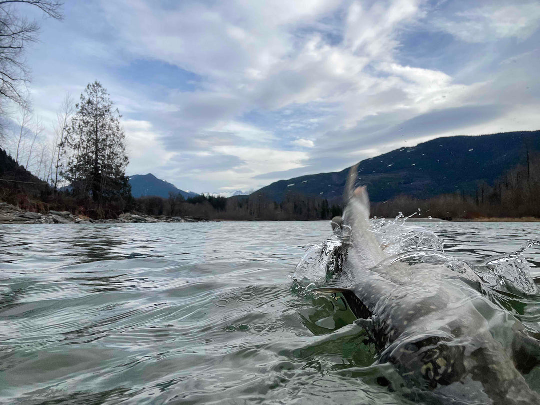 Fly Fishing Report: January 2024