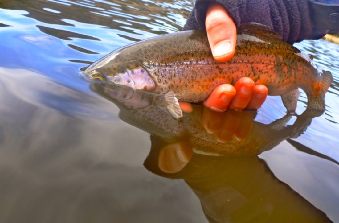 Fly Fishing Report: April 2017