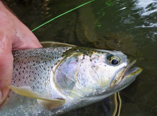 Fly Fishing Report: September 2018