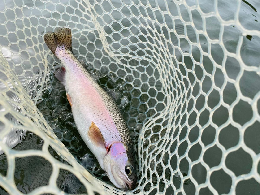 Fly Fishing Report: April 2022
