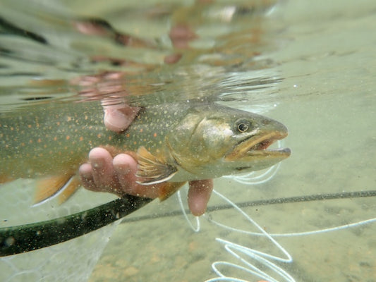 Fly Fishing Report: November 2020