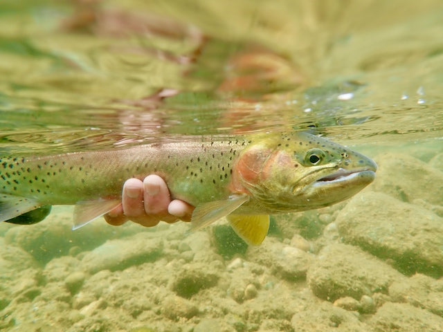 Fly Fishing Report: October 2020