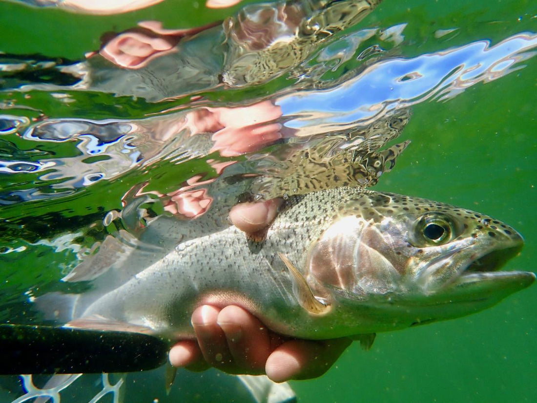 Fly Fishing Report: May 2021