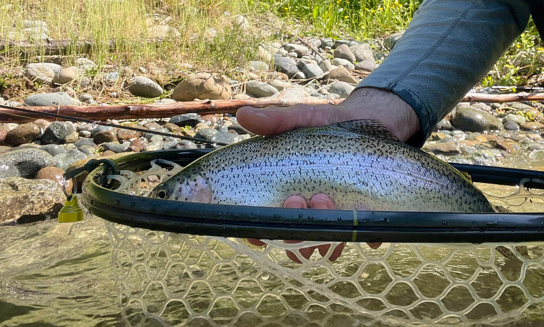 Fly Fishing Report: June 2024