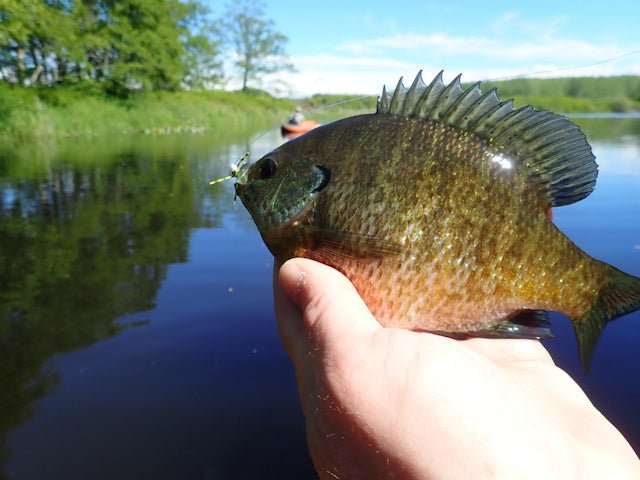Fly Fishing Report: May 2020