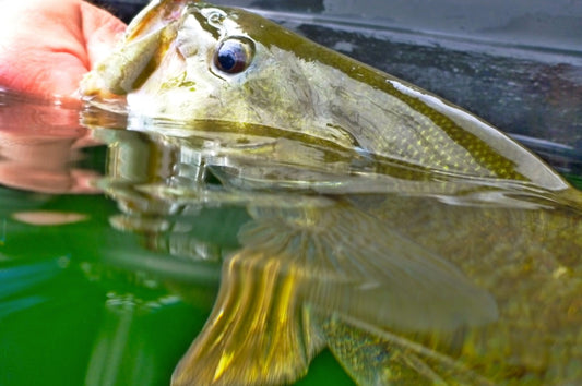 Fly Rod Bronzebacks on the Big Lake