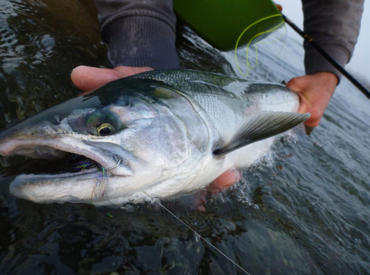 Whidbey Island Beach Coho