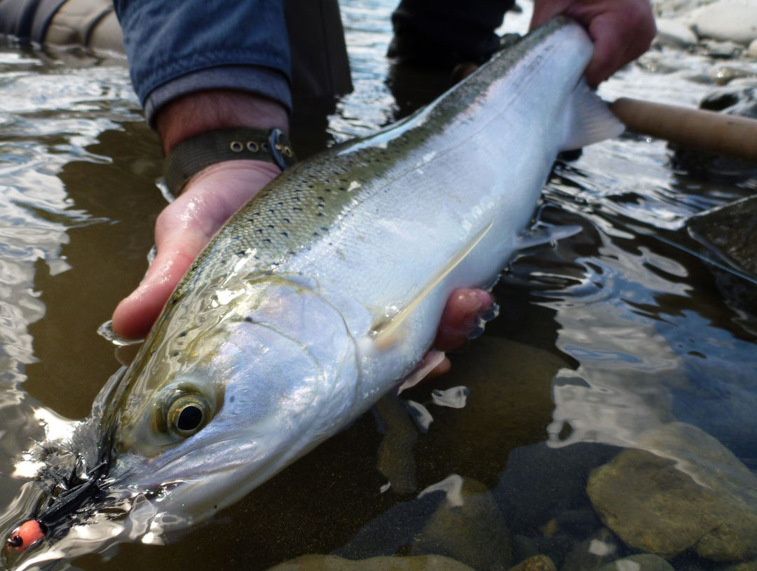 Fly Fishing Report: August 2016