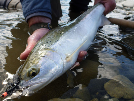 Fly Fishing Report: August 2016