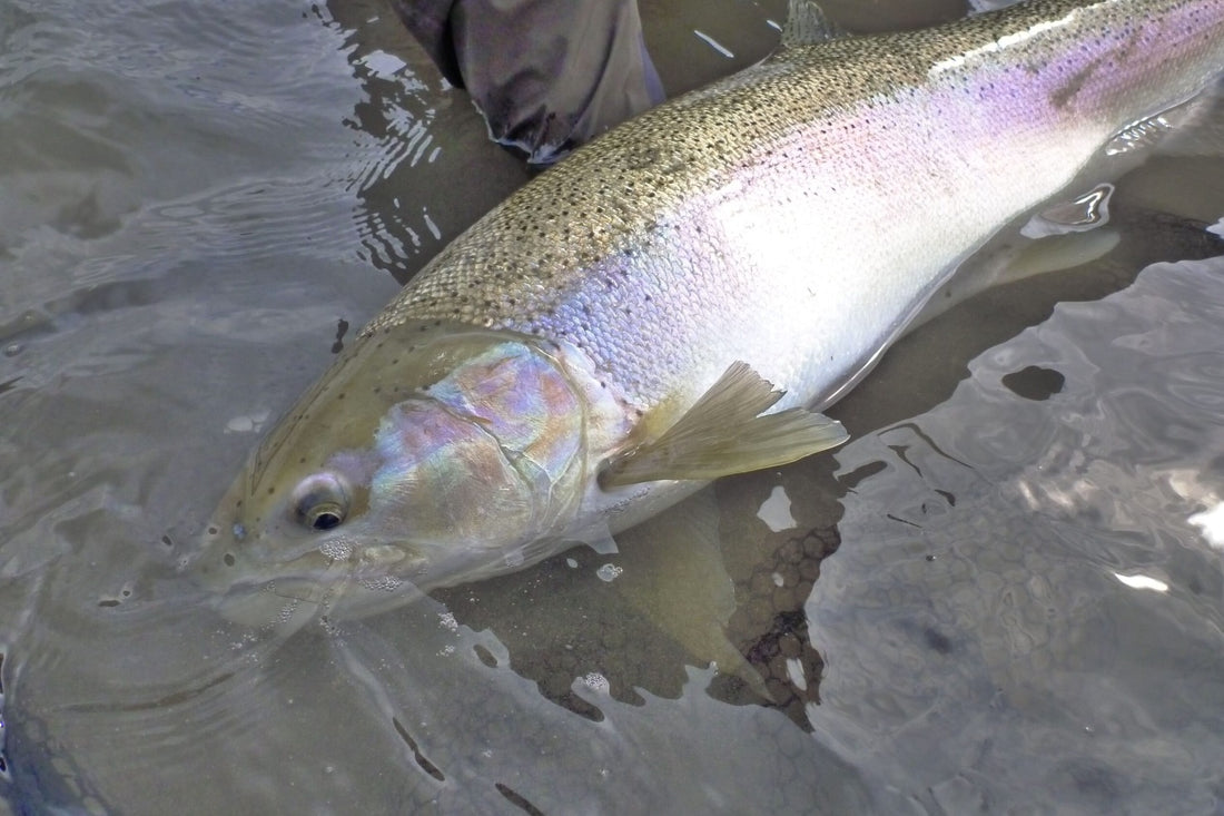 Fly Fishing Report: April 2019