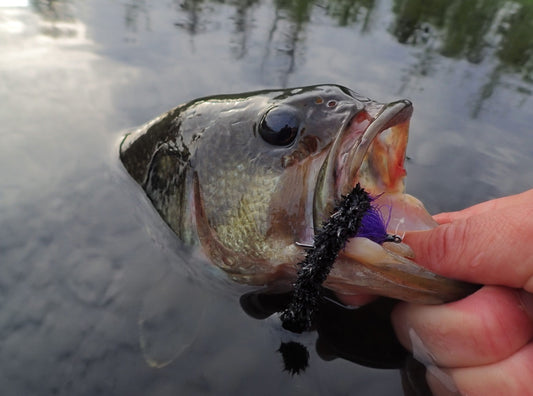 North Sound Bass, Bluegill and a Dude Called "Pan Fry"