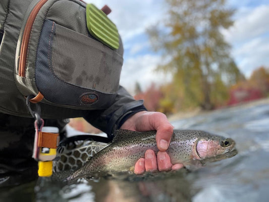Fly Fishing Report: November 2021