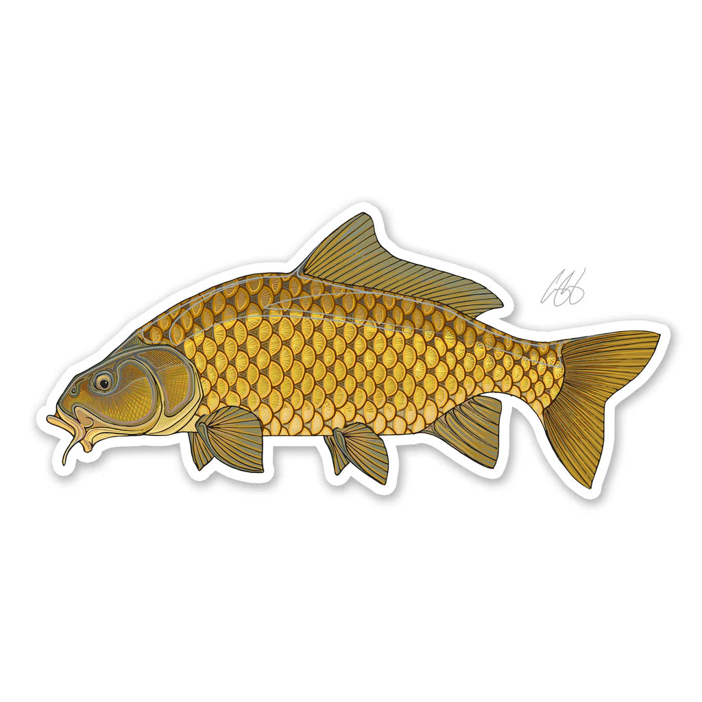 Common Carp Decal